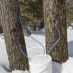 Maple Syrup Tapping Kit – 30 Taps, 66 Ft Tubing, Perfect for Beginners & Experts