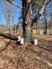 Maple Syrup Tree Tapping Kit: 10 Spiles, 10 Tubes & Sap Filters – BPA Free
