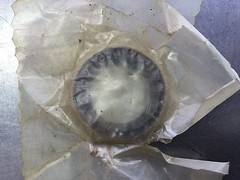 9024707 Euclid Seal GM TEREX E9024707