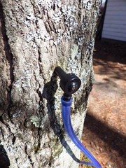 Maple Syrup Tree Tapping Kit: 10 Spiles, 10 Tubes & Sap Filters – BPA Free