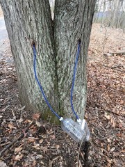 Maple Syrup Tree Tapping Kit: 10 Spiles, 10 Tubes & Sap Filters – BPA Free