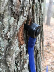 Maple Syrup Tree Tapping Kit: 10 Spiles, 10 Tubes & Sap Filters – BPA Free