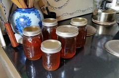 Complete Maple Tapping Kit with 10 Spiles, Sap Filter & Illustrated Recipe Guide